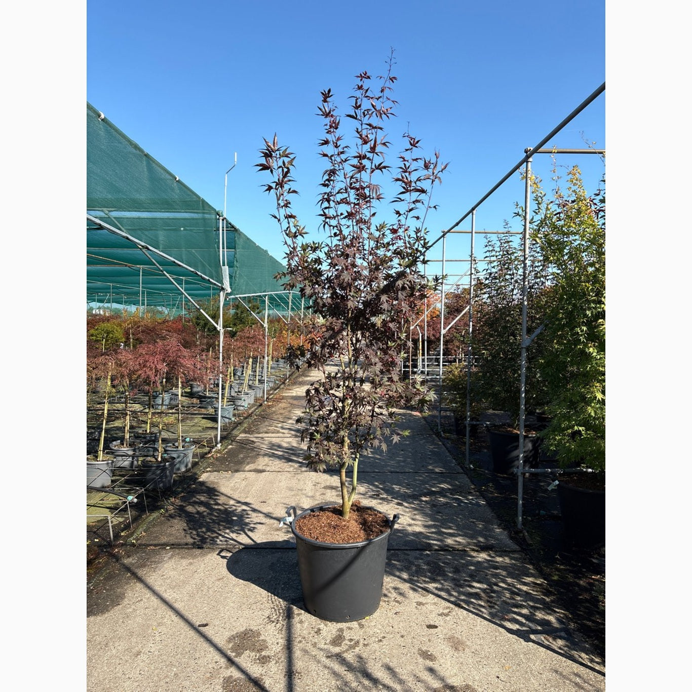 Japansk lönn – Acer pal. 'Fireglow' - 250-275 CM in Cont.